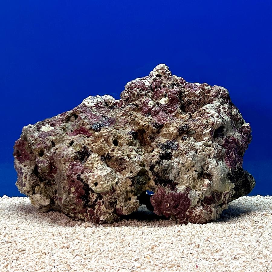 （海水魚）一点物　ライブロック（ＬＬサイズ）　ＬＲ−３６６３（１個）　北海道・九州航空便要保温 |  | 02