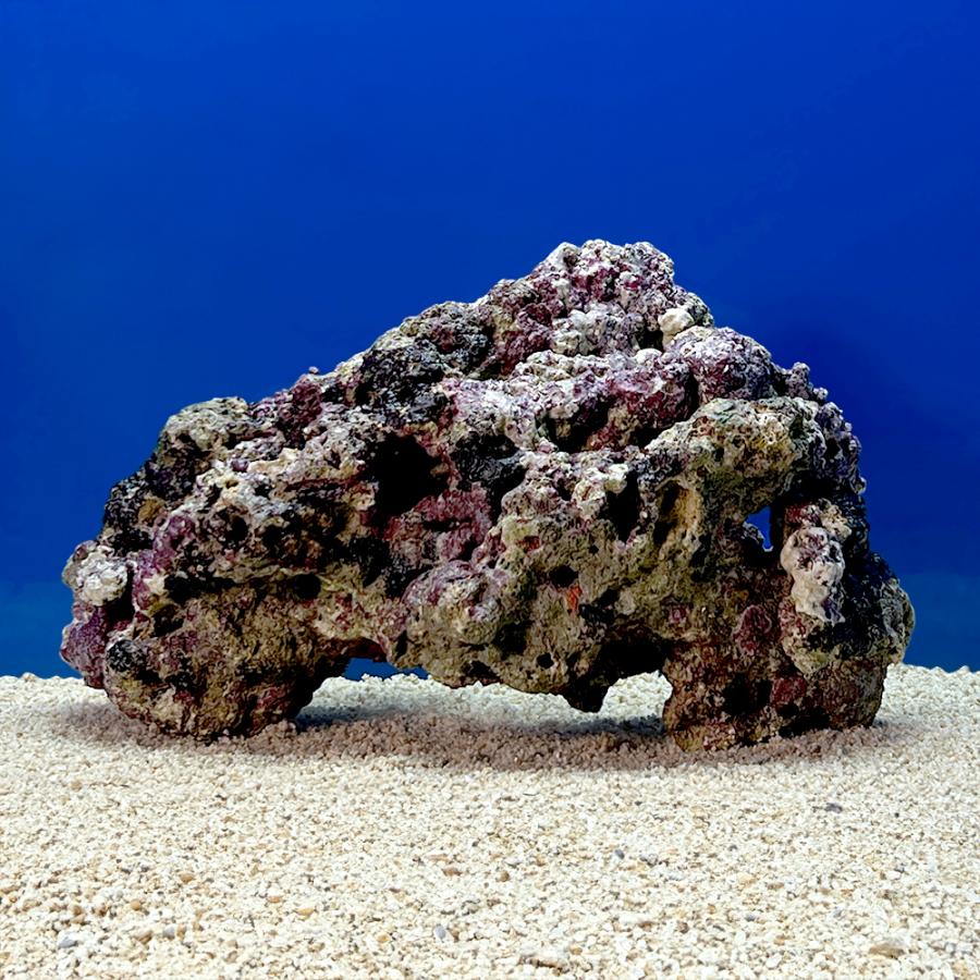 （海水魚）一点物　ライブロック（ＬＬサイズ）　ＬＲ−３６６３（１個）　北海道・九州航空便要保温 |  | 03