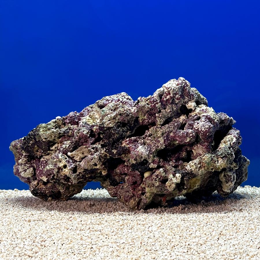 （海水魚）一点物　ライブロック（ＬＬサイズ）　ＬＲ−３６６４（１個）　北海道・九州航空便要保温 | 