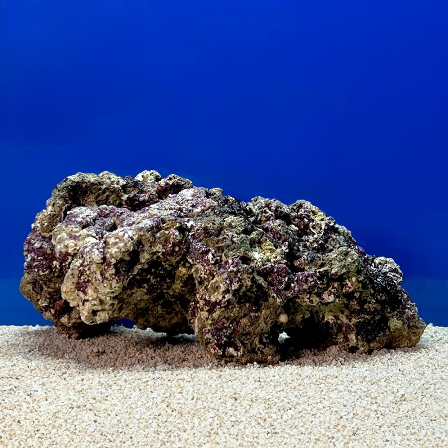 （海水魚）一点物　ライブロック（ＬＬサイズ）　ＬＲ−３６６４（１個）　北海道・九州航空便要保温 |  | 01