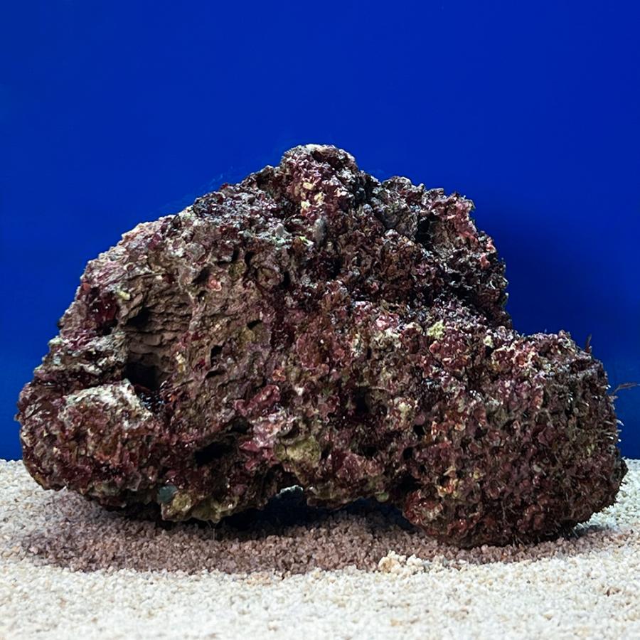 （海水魚）一点物　ライブロック（ＬＬサイズ）　ＬＲ−３６７５（１個）　北海道・九州航空便要保温 | 