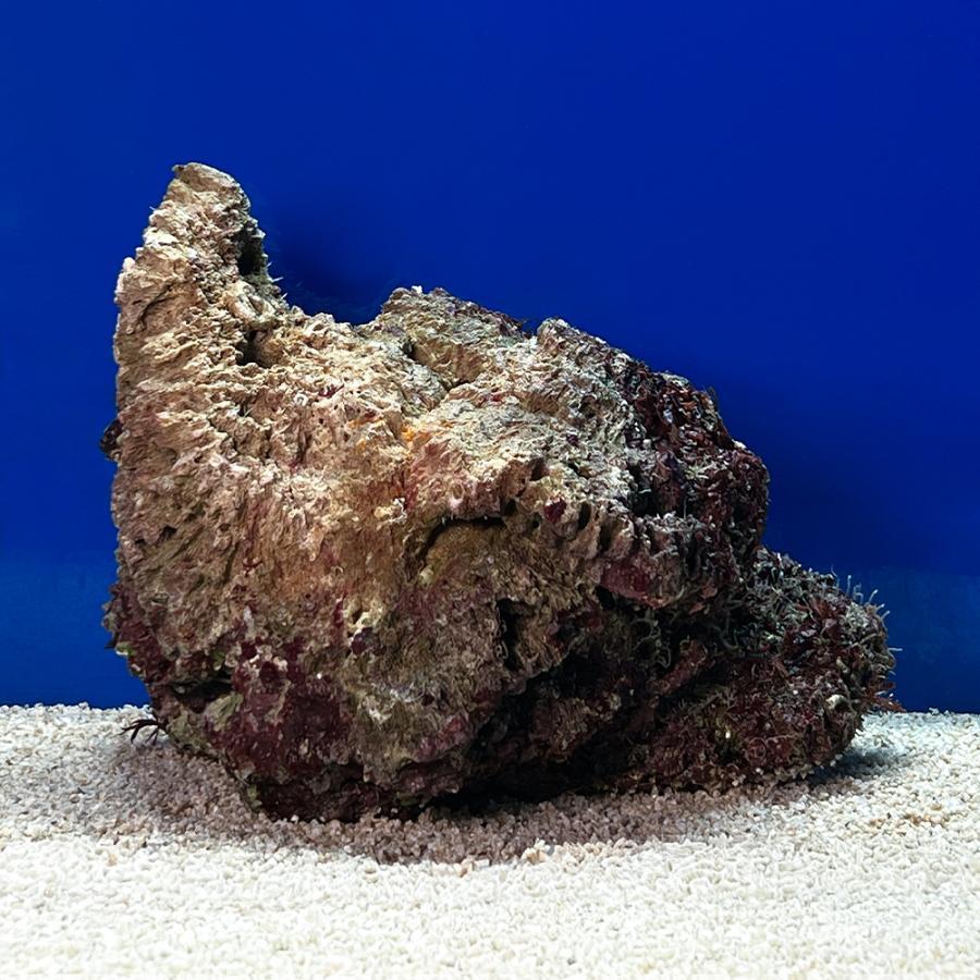 （海水魚）一点物　ライブロック（ＬＬサイズ）　ＬＲ−３６７５（１個）　北海道・九州航空便要保温 |  | 01