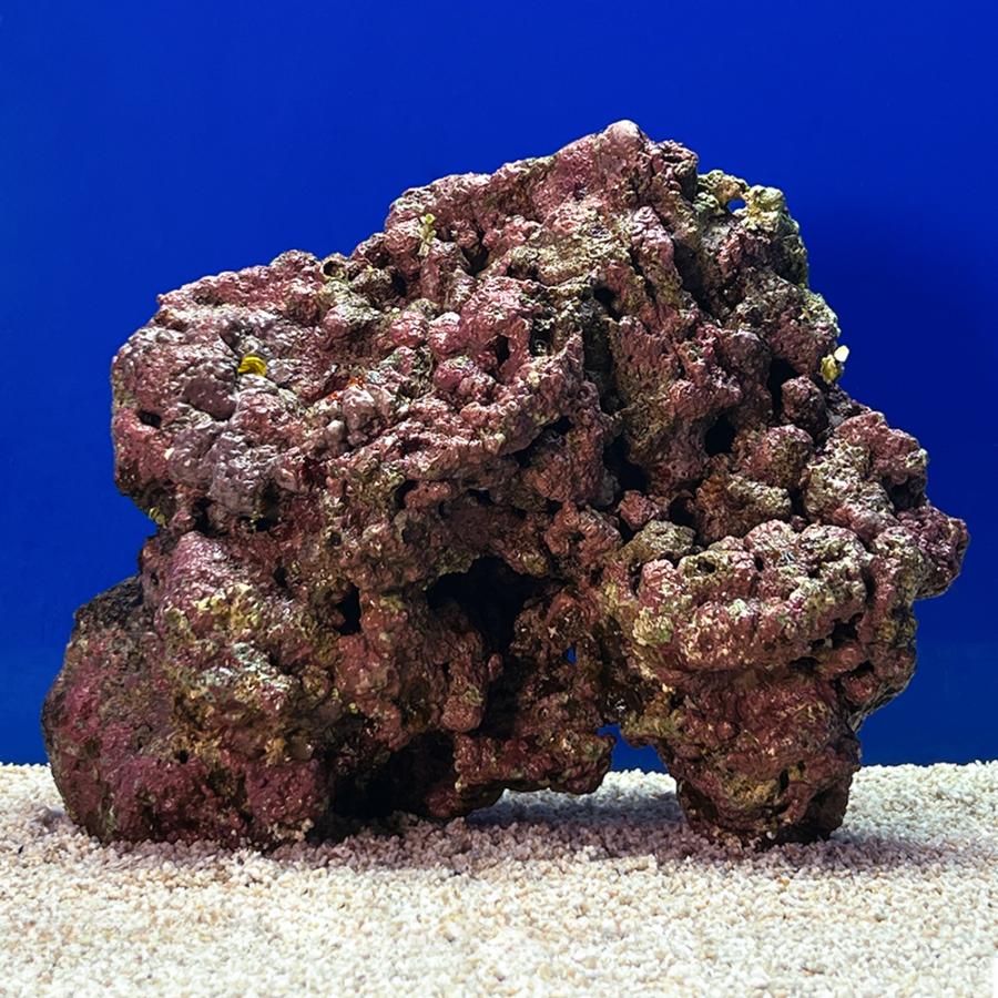 （海水魚）一点物　ライブロック（Ｌサイズ）　ＬＲ−３６８６（１個）　北海道・九州航空便要保温 | 