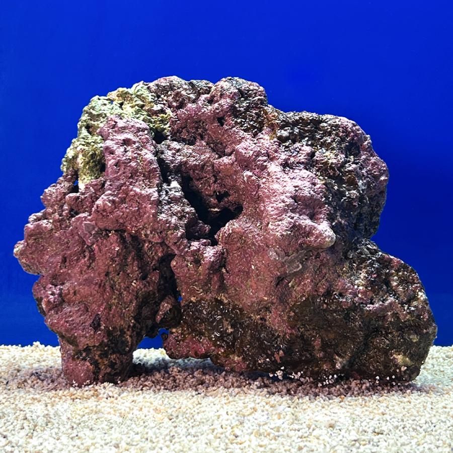 （海水魚）一点物　ライブロック（Ｌサイズ）　ＬＲ−３６８６（１個）　北海道・九州航空便要保温 |  | 01