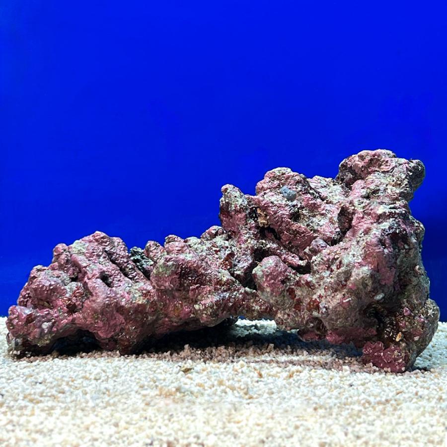 （海水魚）一点物　ライブロック（ＬＬサイズ）　ＬＲ−３７０１（１セット）　北海道航空便要保温_1