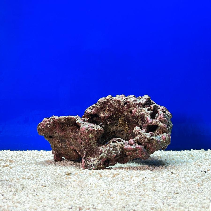 （海水魚）一点物　ライブロック（ＬＬサイズ）　ＬＲ−３７０１（１セット）　北海道航空便要保温_2