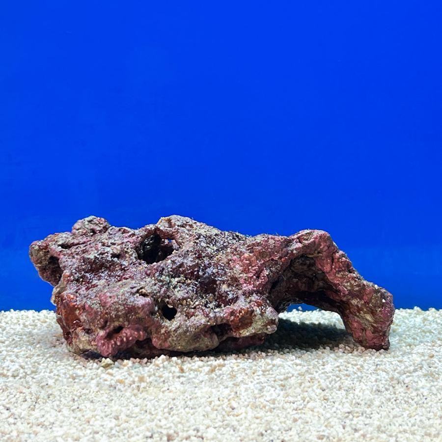 （海水魚）一点物　ライブロック（ＬＬサイズ）　ＬＲ−３７０１（１セット）　北海道航空便要保温_3