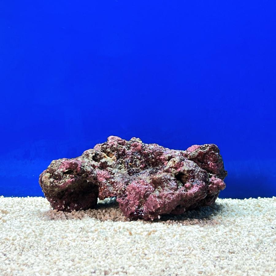 （海水魚）一点物　ライブロック（ＬＬサイズ）　ＬＲ−３７０１（１セット）　北海道航空便要保温_4