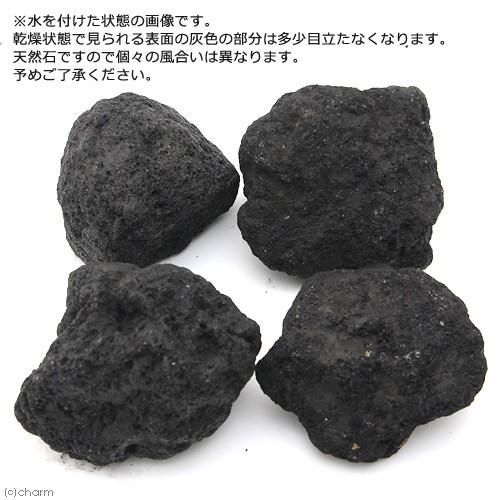 チャーム（charm） 浅間溶岩石 Mサイズ 約13〜18cm 4個 形状お