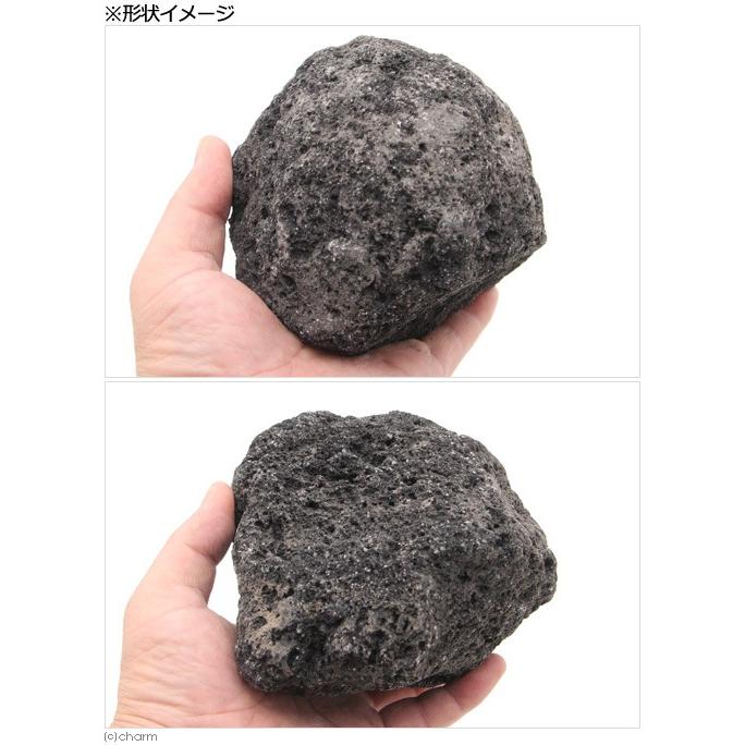 チャーム（charm） 浅間溶岩石 Mサイズ 約13〜18cm 4個 形状お