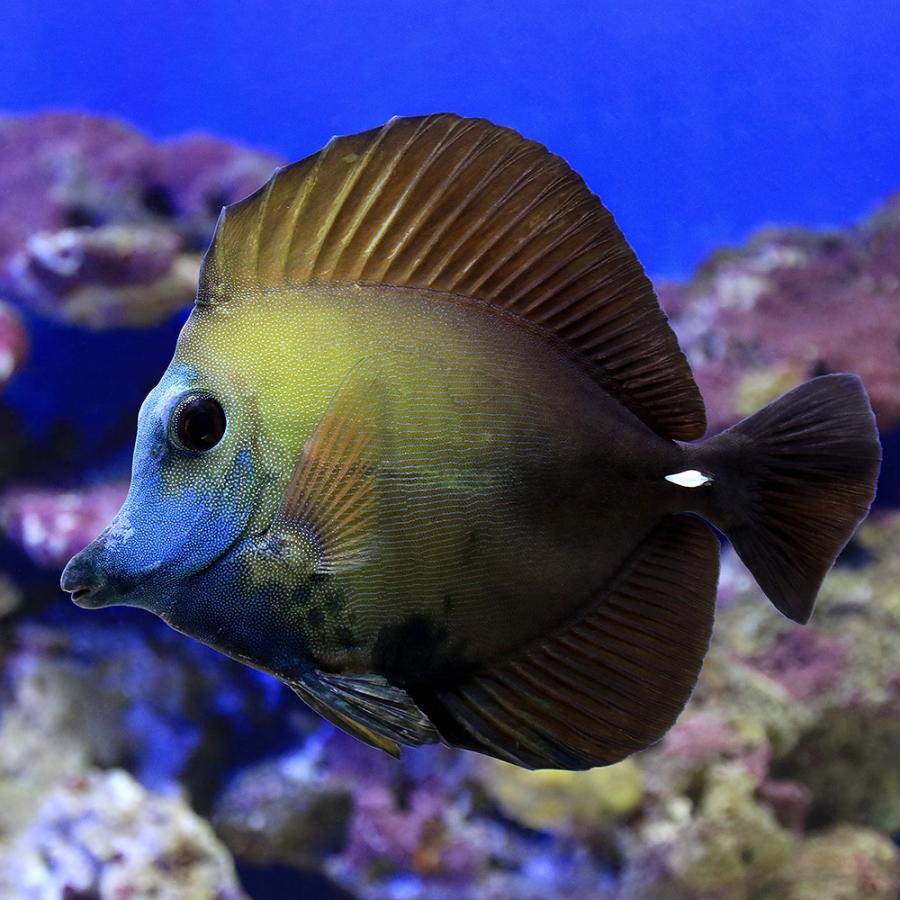 半額品 海水魚 一点物 ゴマハギ 色彩変異青顔個体 ｍｆ ４１４４ １匹 北海道 九州 沖縄航空便要保温 沖縄別途送料 高い品質 Demo Themrestaurant Com