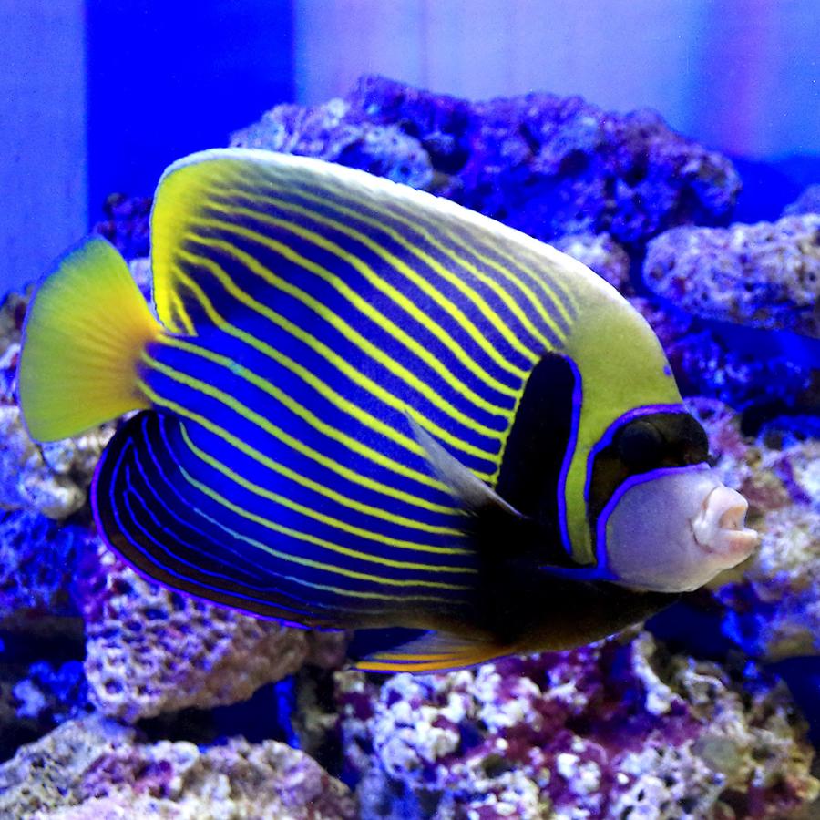 新版 海水魚 ヤッコ 一点物 スリランカ産 タテジマキンチャクダイ ｍｆ ４１７９ １匹 北海道 九州 沖縄航空便要保温 沖縄別途送料 格安 Cepici Gouv Ci