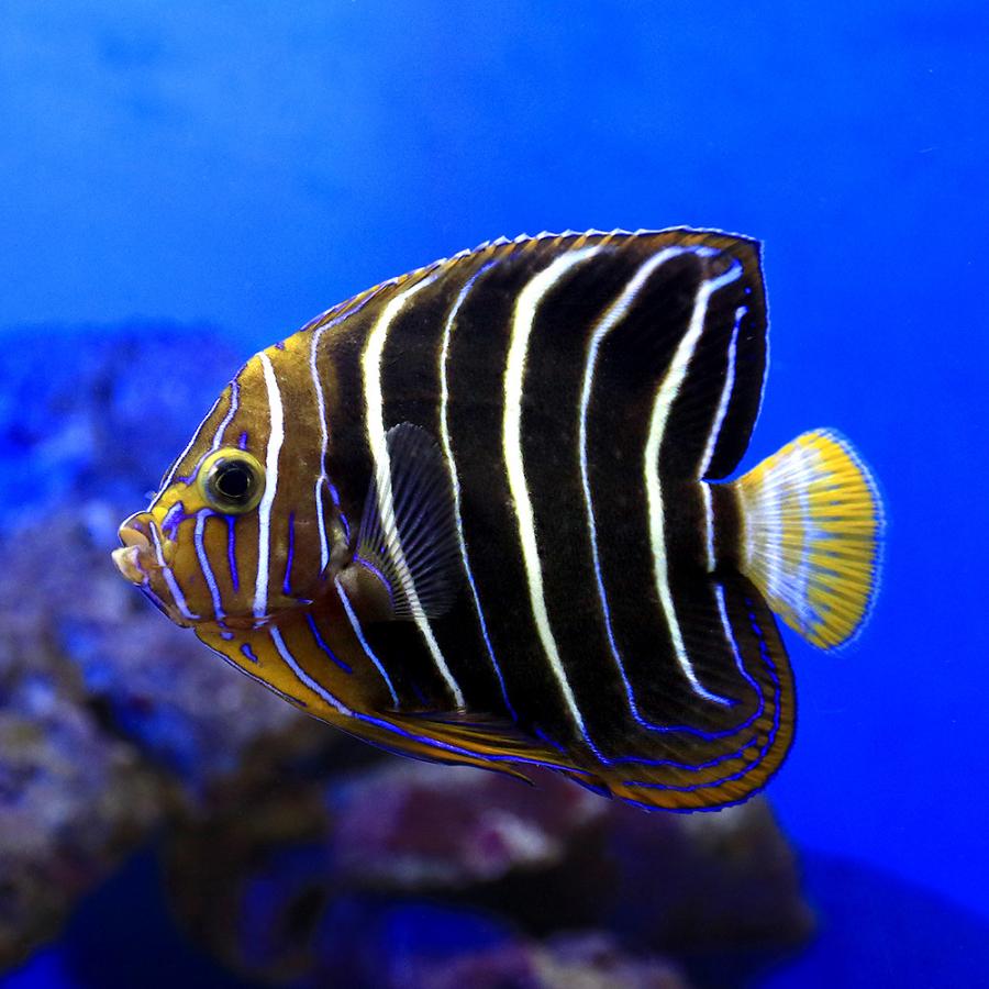 公式店舗 海水魚 ヤッコ 一点物 イヤースポットエンゼル ｍｆ ４１９１ １匹 北海道 九州 沖縄航空便要保温 沖縄別途送料 50 Off Www Thedailyspud Com