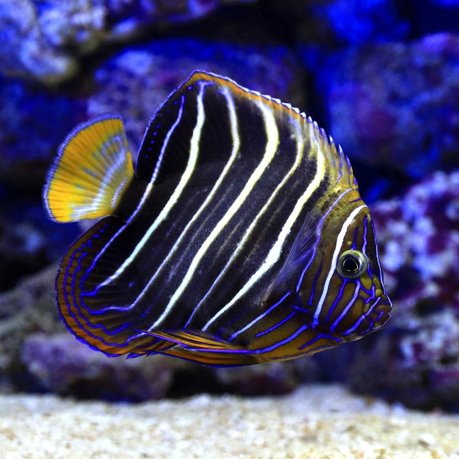 受賞店舗 海水魚 ヤッコ 一点物 イヤースポットエンゼル ｍｆ ４１９３ １匹 北海道 九州 沖縄航空便要保温 沖縄別途送料 保証書付 Aleefsurgical Com