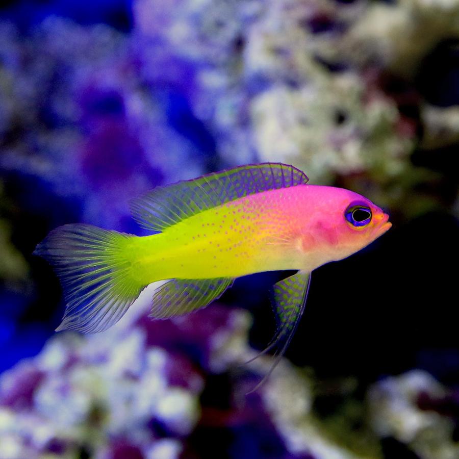 楽天ランキング1位 海水魚 一点物 バイカラーバスレット ｍｆ ４２７５ １匹 北海道航空便要保温 沖縄別途送料 人気ショップが最安値挑戦 Www Angkaalam Com