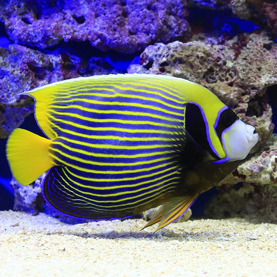 海水魚 ヤッコ 一点物 沖縄産 タテジマキンチャクダイ ｍｆ ４２７６ １匹 北海道航空便要保温 沖縄別途送料 チャーム Charm Paypayモール店 通販 Paypayモール