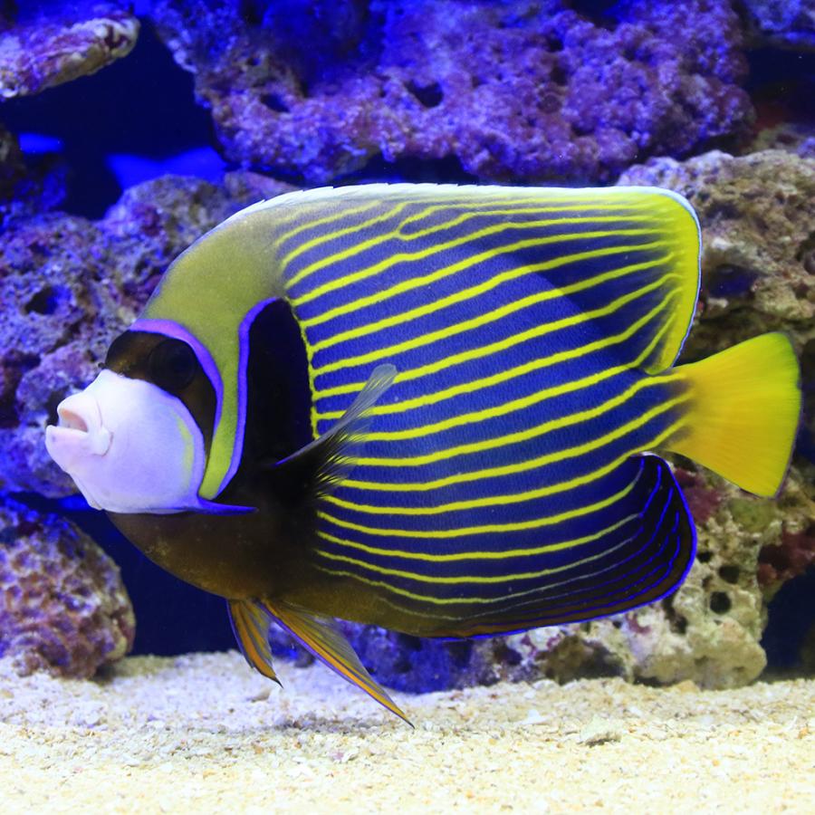 海水魚 ヤッコ 一点物 スリランカ産 タテジマキンチャクダイ ｍｆ ４２７８ １匹 北海道航空便要保温 沖縄別途送料 チャーム Charm Paypayモール店 通販 Paypayモール