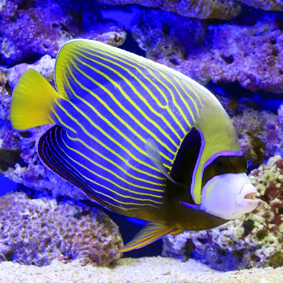 海水魚 ヤッコ 一点物 スリランカ産 タテジマキンチャクダイ ｍｆ ４２７８ １匹 北海道航空便要保温 沖縄別途送料 チャーム Charm Paypayモール店 通販 Paypayモール