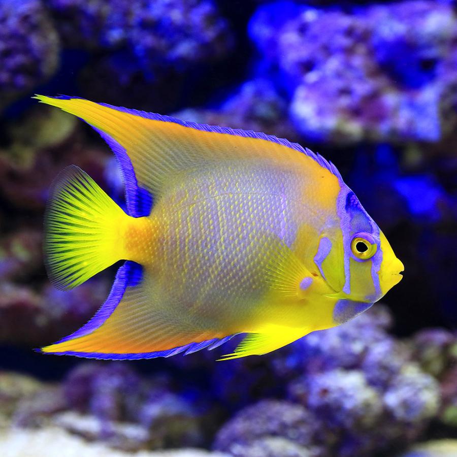 安い 海水魚 ヤッコ 一点物 フロリダ産 クイーンエンゼル ｍｆ ４２８４ １匹 北海道航空便要保温 沖縄別途送料 チャーム Charm Paypayモール店 通販 Paypayモール 楽天市場 Www Rljingenieriayconsultoria Com