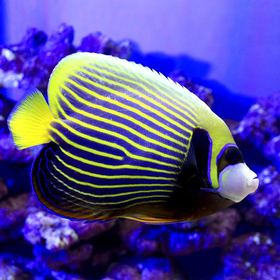 できること 海水魚 ヤッコ チャーム Charm Paypayモール店 通販 Paypayモール 一点物 スリランカ産 タテジマキンチャクダイ ｍｆ ４４６８ １匹 北海道 九州航空便要保温 沖縄別途送料 としてもお