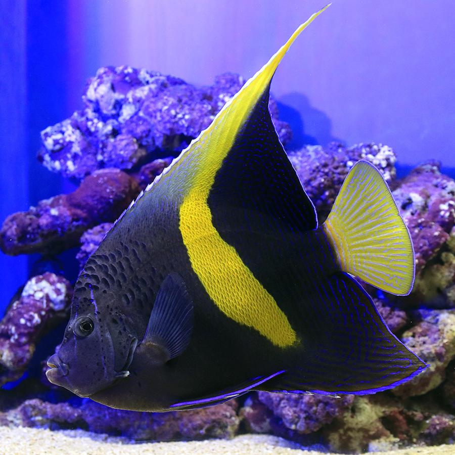 新座店 海水魚 ヤッコ 一点物 東アフリカ産 イエローバンドエンゼル ｍｆ ４４９７ １匹 北海道 九州航空便要保温 沖縄別途送料 一括購入割引 Bomproduto Com Br
