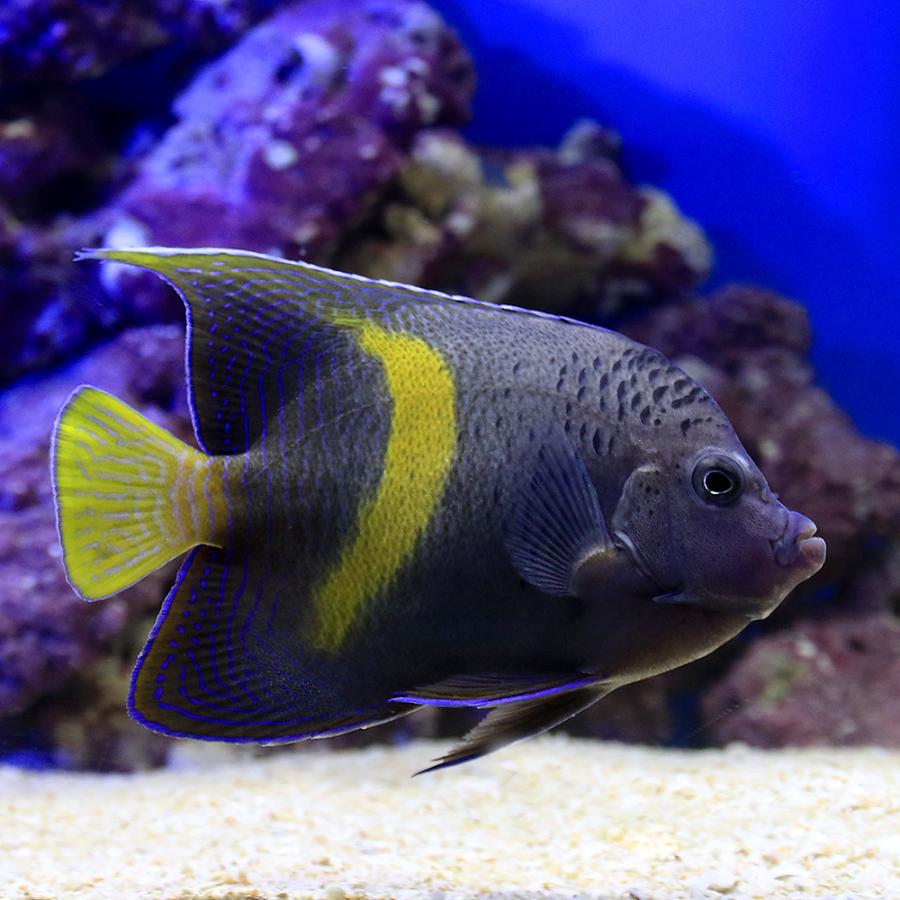 海水魚 ヤッコ 一点物 東アフリカ産 イエローバンドエンゼル ｍｆ ４４９９ １匹 北海道 九州航空便要保温 沖縄別途送料 チャーム Charm Paypayモール店 通販 Paypayモール