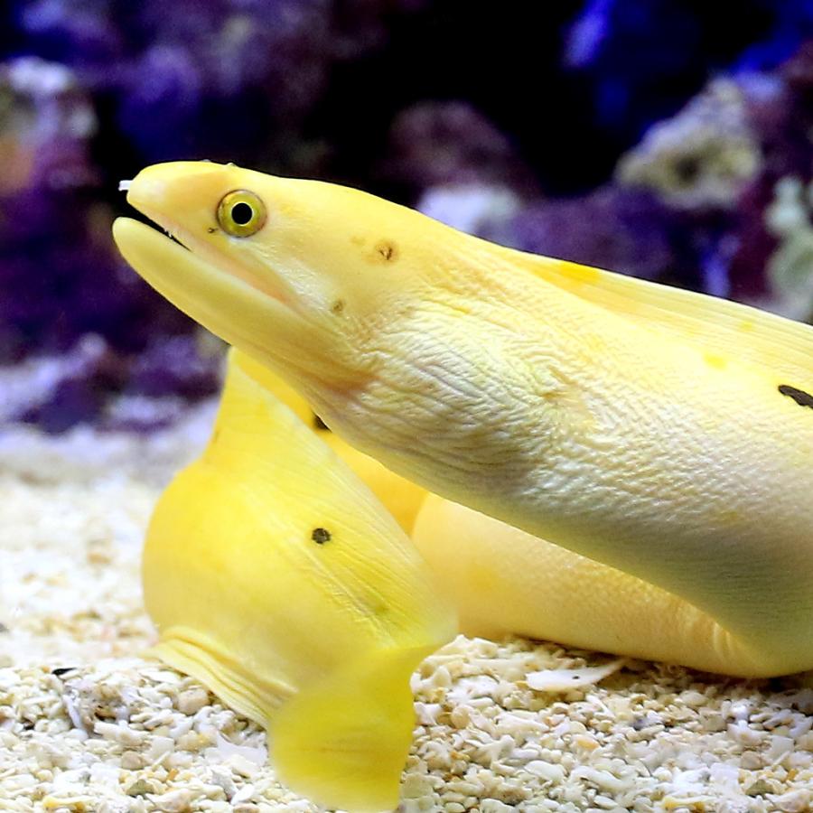 海水魚 一点物 海水魚 一点物 ゴールデンソリッドモレイ ｍｆ ４５１８ １匹 沖縄別途送料 チャーム 観賞魚生体 Charm 店 沖縄別途送料ペット用品 生き物 通販 うのにもお得な情報満載