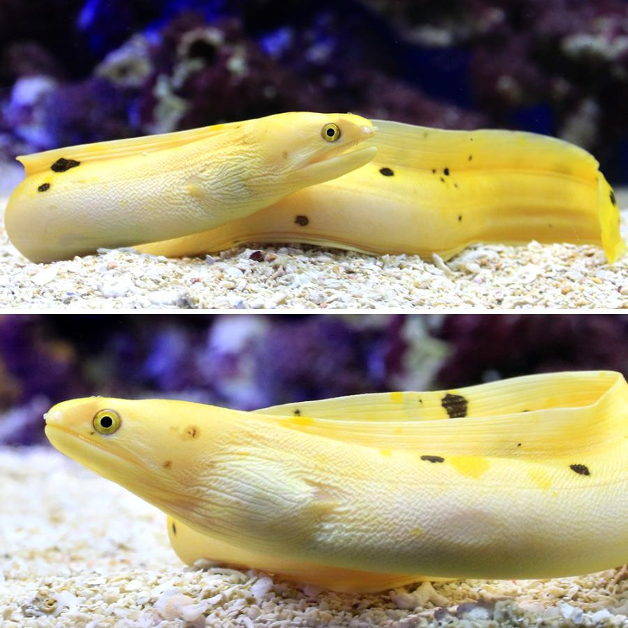 海水魚 一点物 チャーム 熱帯魚 アクアリウム用品 ゴールデンソリッドモレイ ｍｆ ４５１８ １匹 沖縄別途送料 チャーム Charm 店 海水魚 一点物 通販