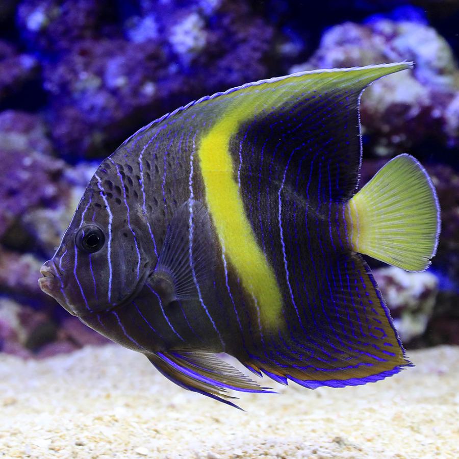 アウトレット特販 海水魚 ヤッコ 一点物 東アフリカ産 イエローバンドエンゼル ｍｆ ４６０１ １匹 北海道 九州航空便要保温 沖縄別途送料 日本ストア Ssl Daikyogo Or Jp