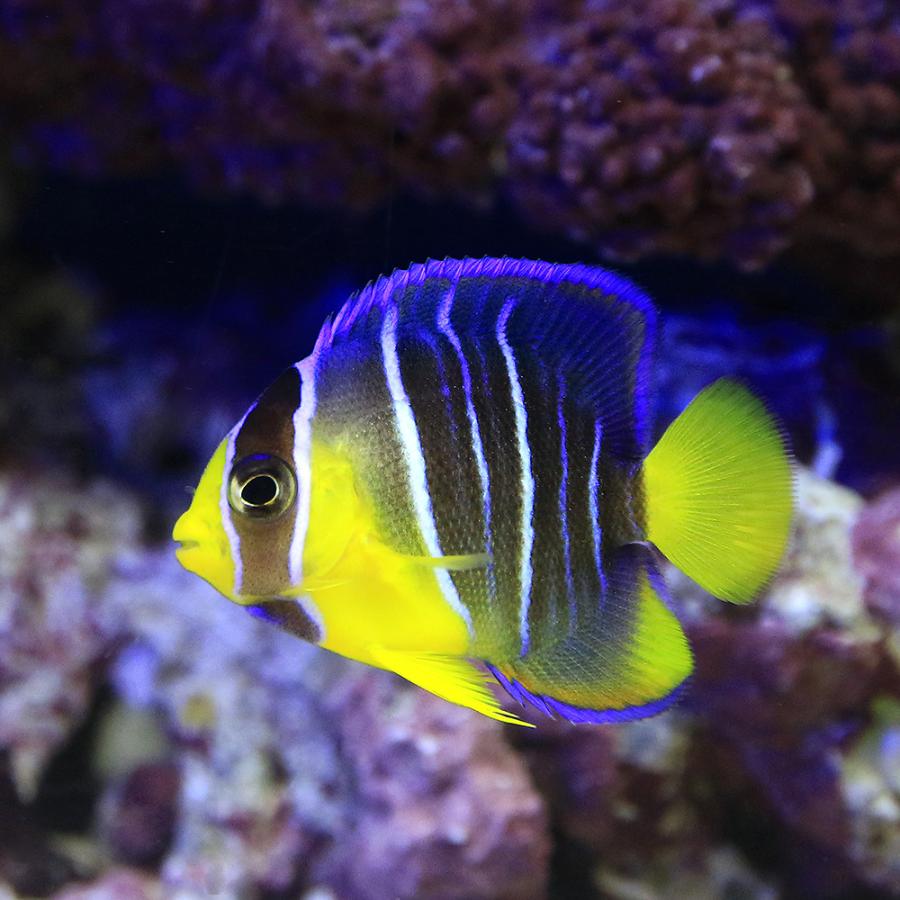 ブランド品 海水魚 ヤッコ 一点物 フロリダ産 ブルーエンゼル ｍｆ ４６１１ １匹 北海道 九州航空便要保温 沖縄別途送料 直売大特価祭 Ssl Daikyogo Or Jp