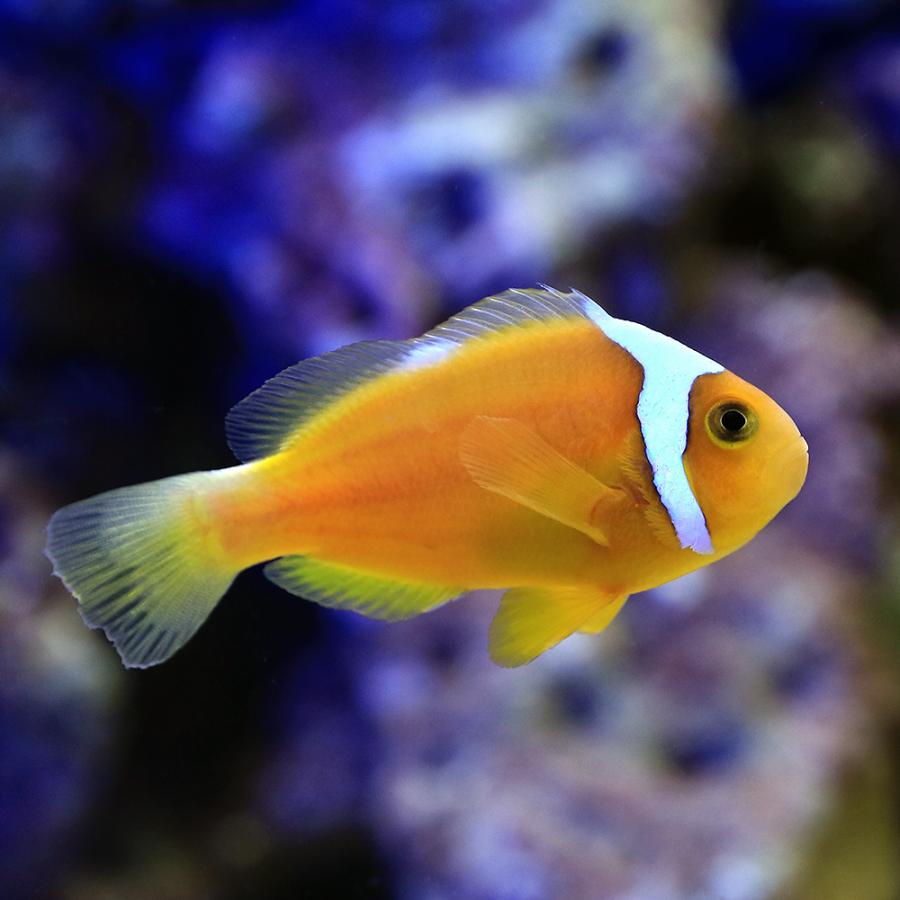 （海水魚）一点物　ホワイトボンネットアネモネフィッシュ（ワイルド）　ＭＦ−５０６９（１匹）　沖縄別途送料　北海道・九州航空便要保温 D1815964246(17029円)