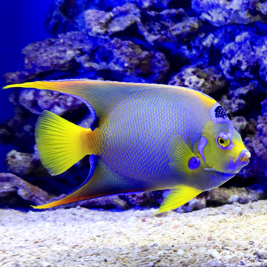 超特盛ミラクルプライス □（海水魚）ヤッコ　一点物　フロリダ産　クイーンエンゼル　ＭＦ−５０７７（１匹）　沖縄別途送料 【O6653248144】(23320円)