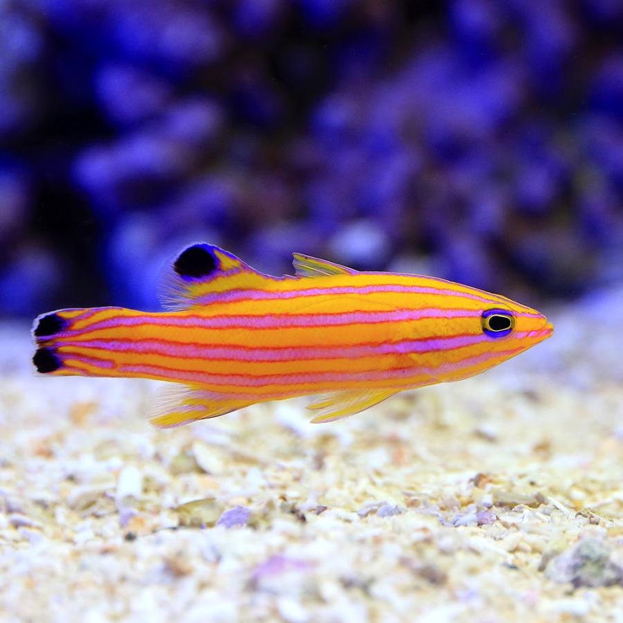 □（海水魚）一点物　キャンディーバスレット　ＭＦ−５１３２（１匹）　沖縄別途送料　北海道・九州航空便要保温