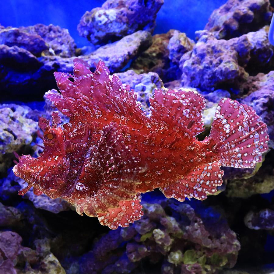 （海水魚）一点物　ボロカサゴ　レッド　ＭＦ−５９３１（１匹）
