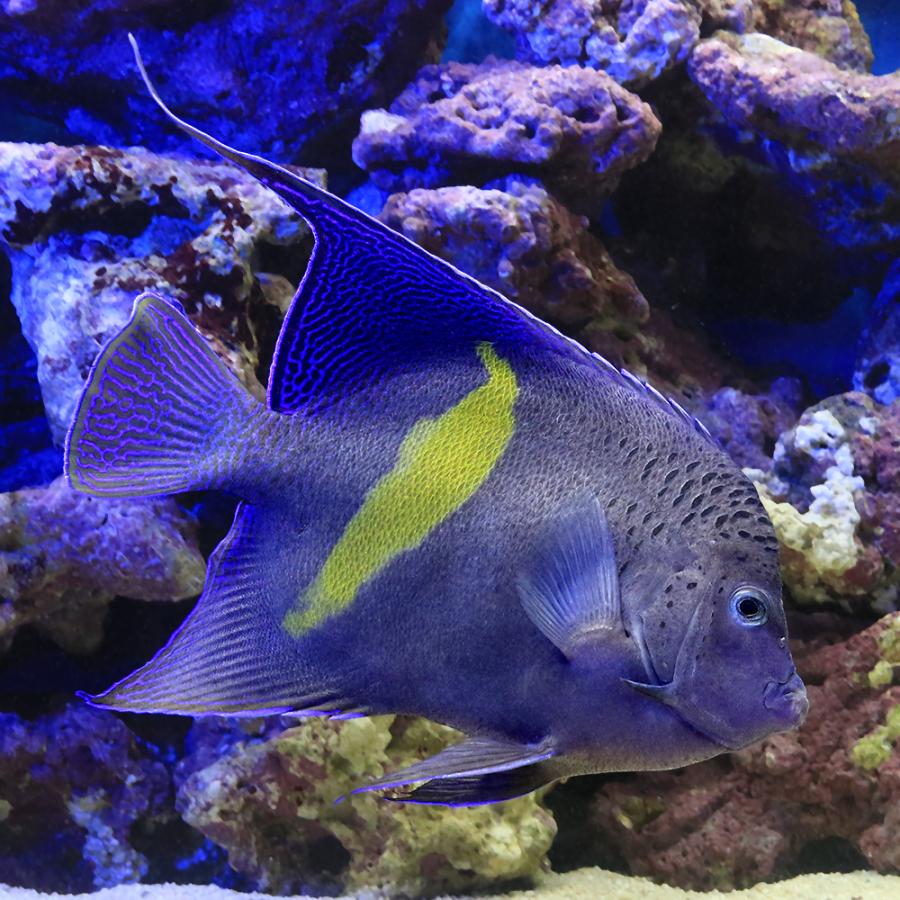 海水魚）一点物 紅海産 イエローバンドエンゼル MFー5934（1匹