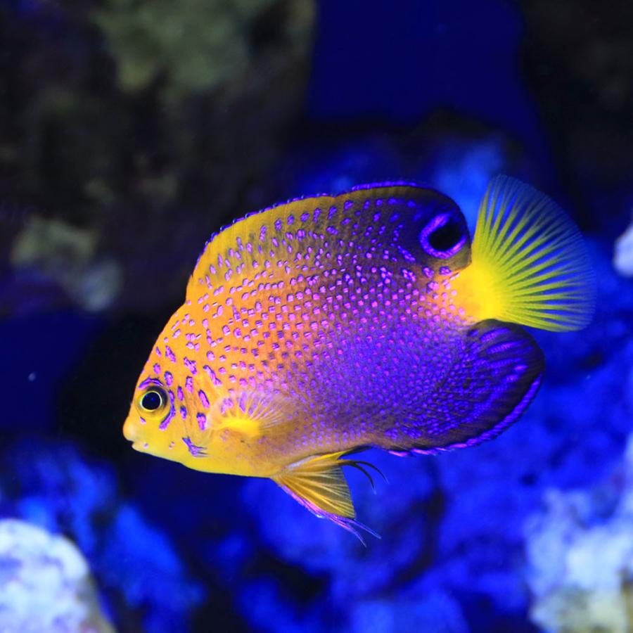 海水魚）一点物 レンテンヤッコ カミハタブリード（証明書付き） MF