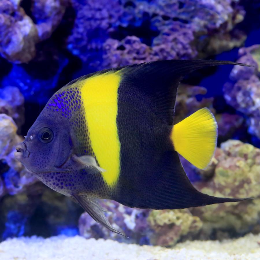 海水魚）ヤッコ 一点物 アラビアンエンゼルフィッシュ MF−6025