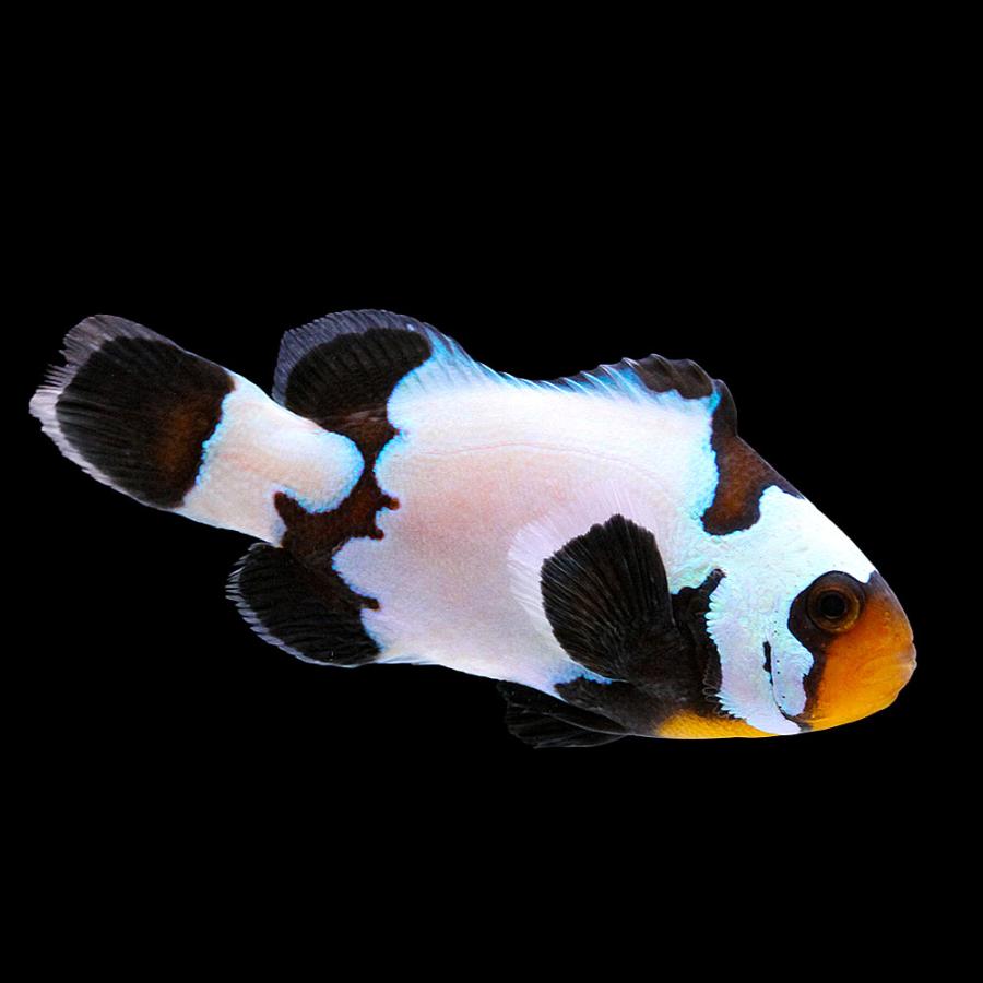 海水魚）一点物 ブラックスノーフレークオセラリス（ブリード） CF