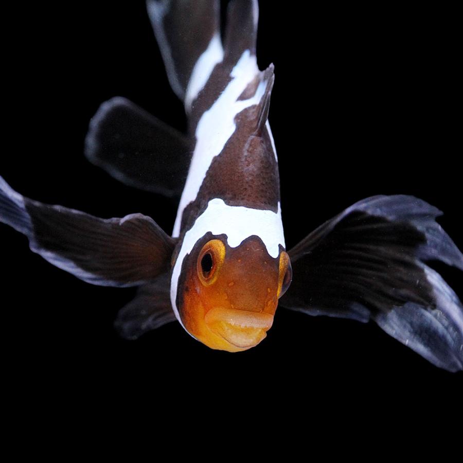 海水魚）一点物 ロングフィンブラックスノーフレークオセラリス 