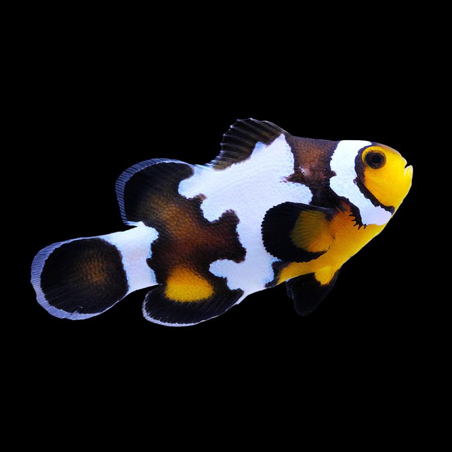 海水魚）一点物 ブラックスノーフレークオセラリス（ブリード） CF 