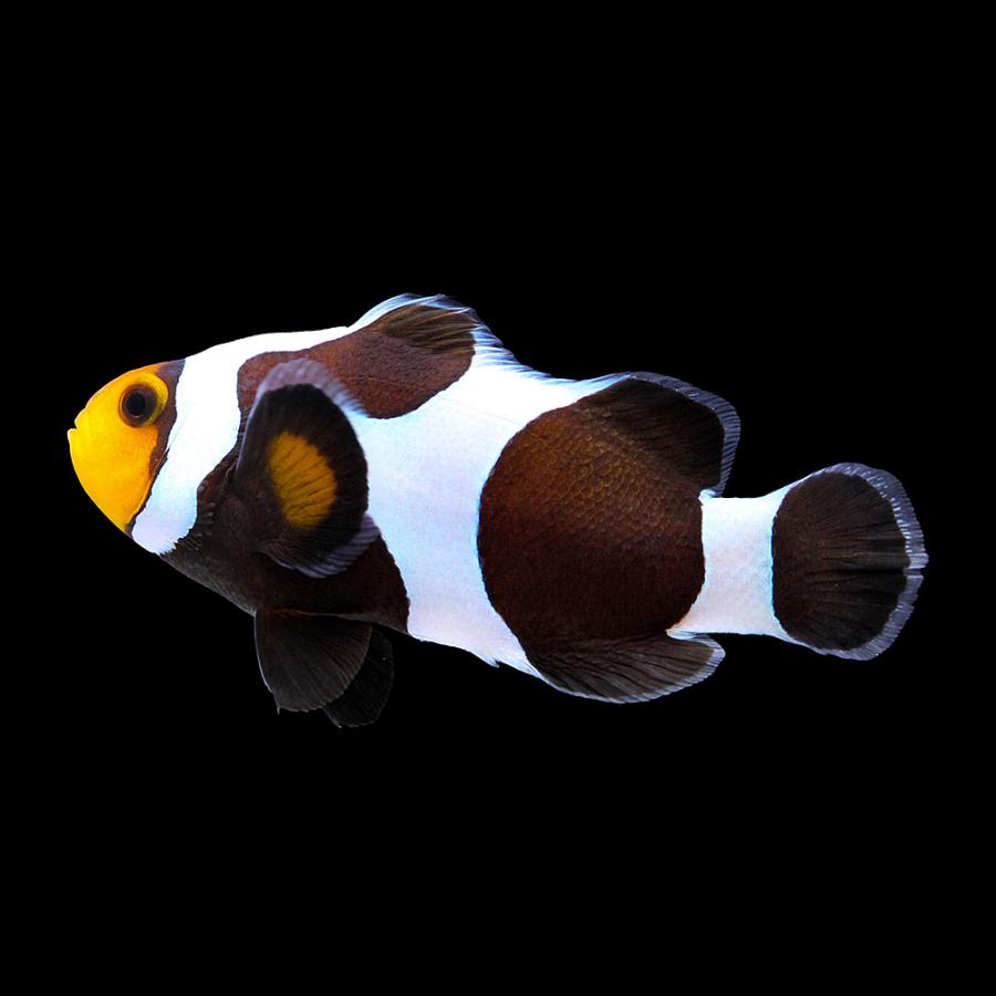海水魚）一点物 ブラックダヴィンチオセラリス（ブリード）約5cm 