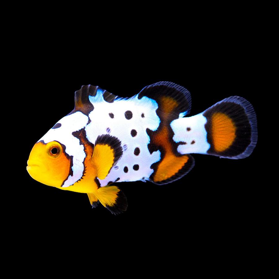 海水魚）一点物 スノーフレークオセラリス フロストバイト（ブリード
