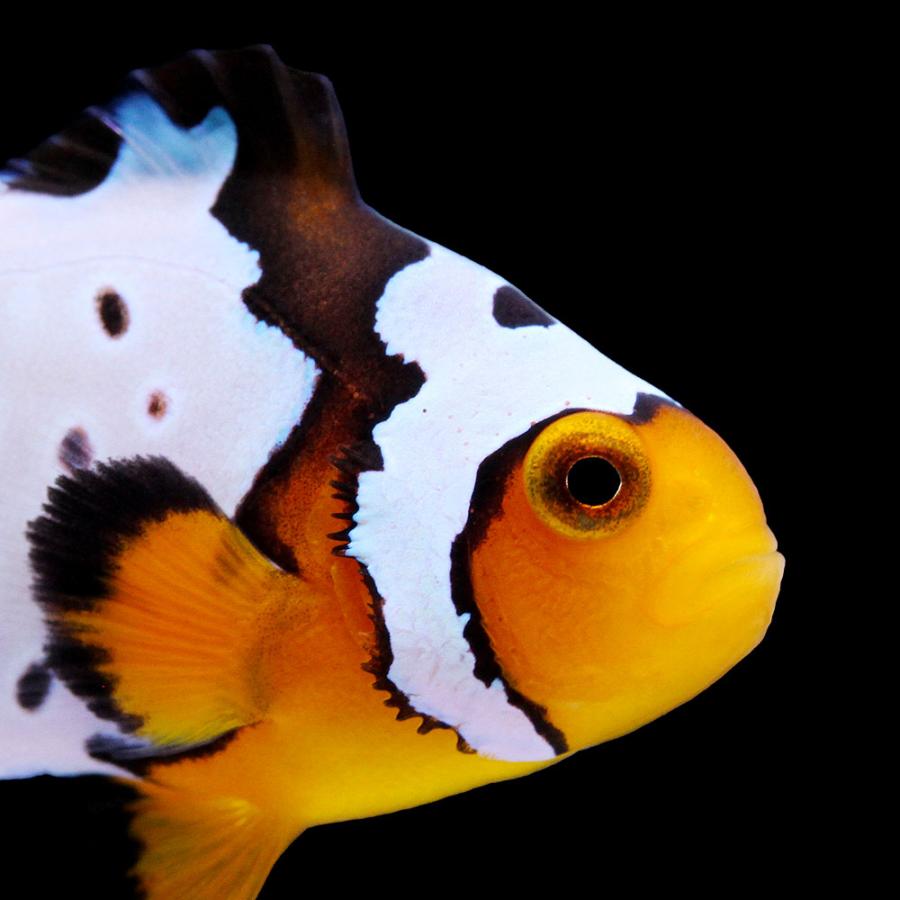 クマノミバイト 海水魚）一点物 スノーフレークオセラリス フロストバイト（ブリード