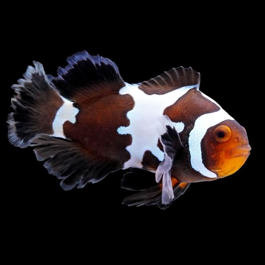 海水魚）一点物 ロングフィンブラックスノーフレークオセラリス