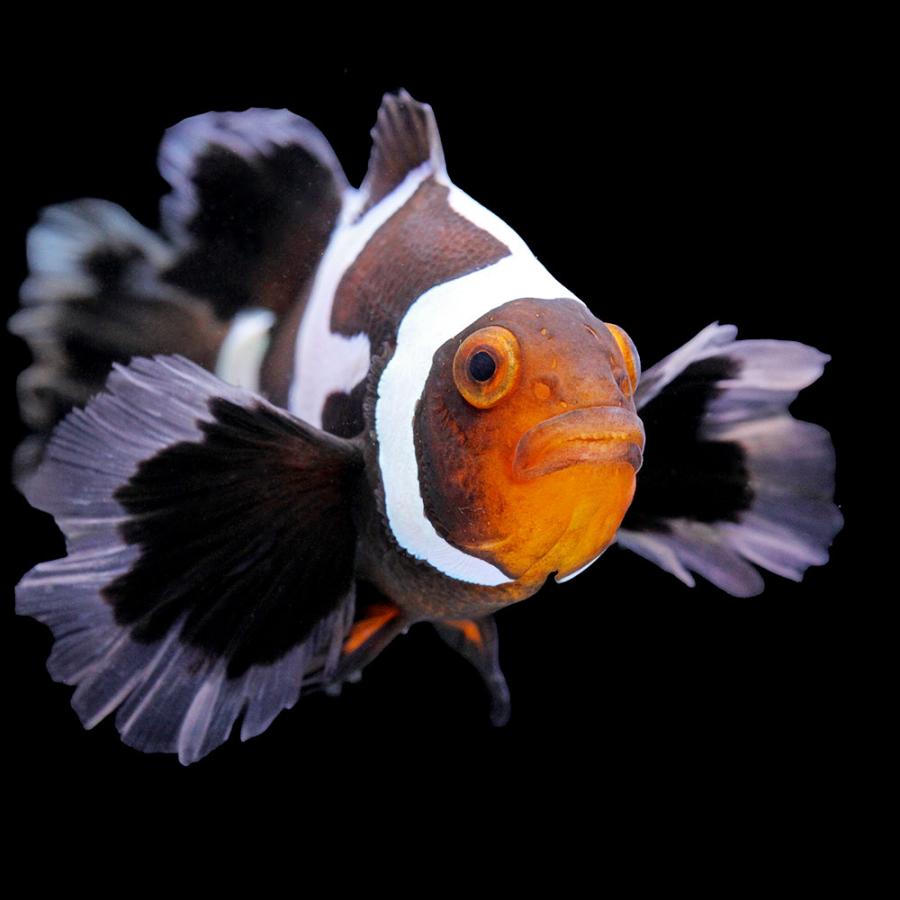 海水魚）一点物 ロングフィンブラックスノーフレークオセラリス