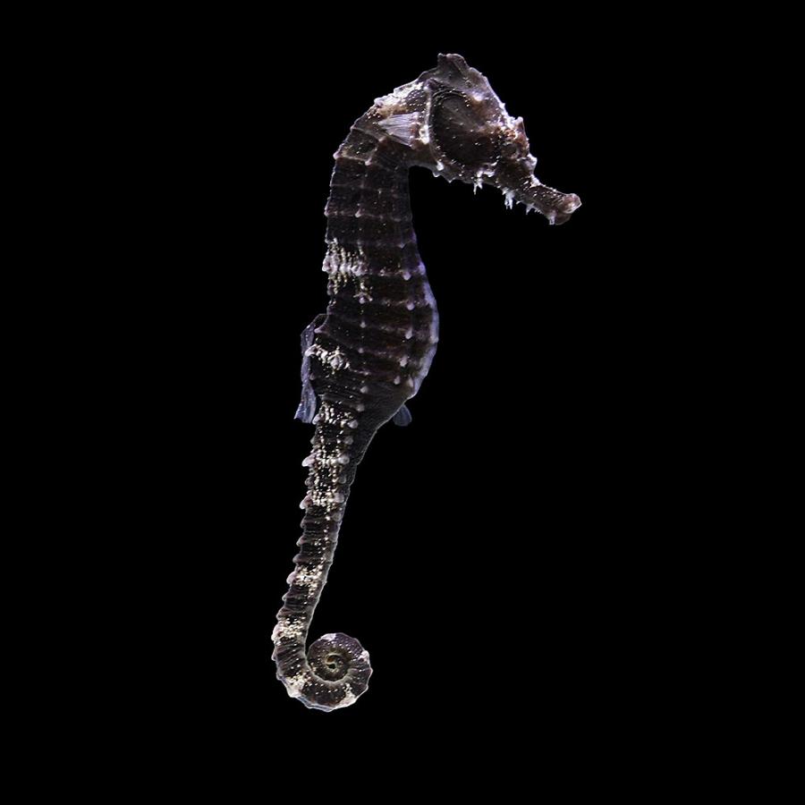 海水魚）一点物 ラインドシーホース ブラック（ブリード） SH−38 