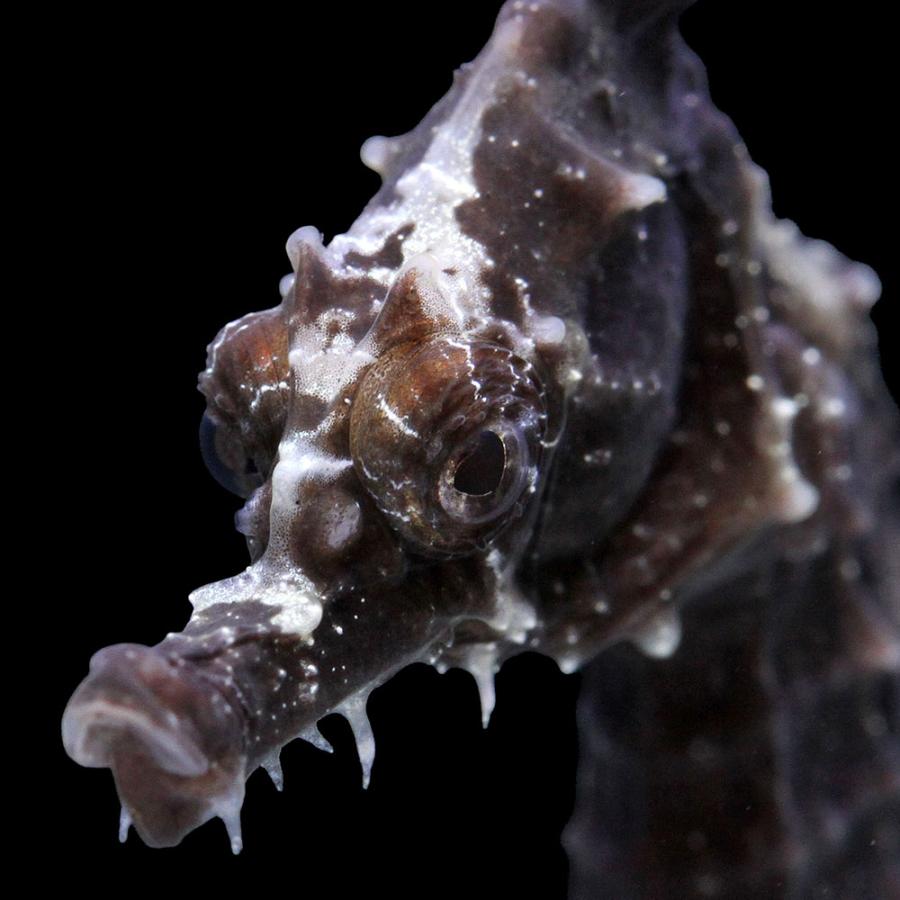 海水魚）一点物 ラインドシーホース ブラック（ブリード） SH−38 