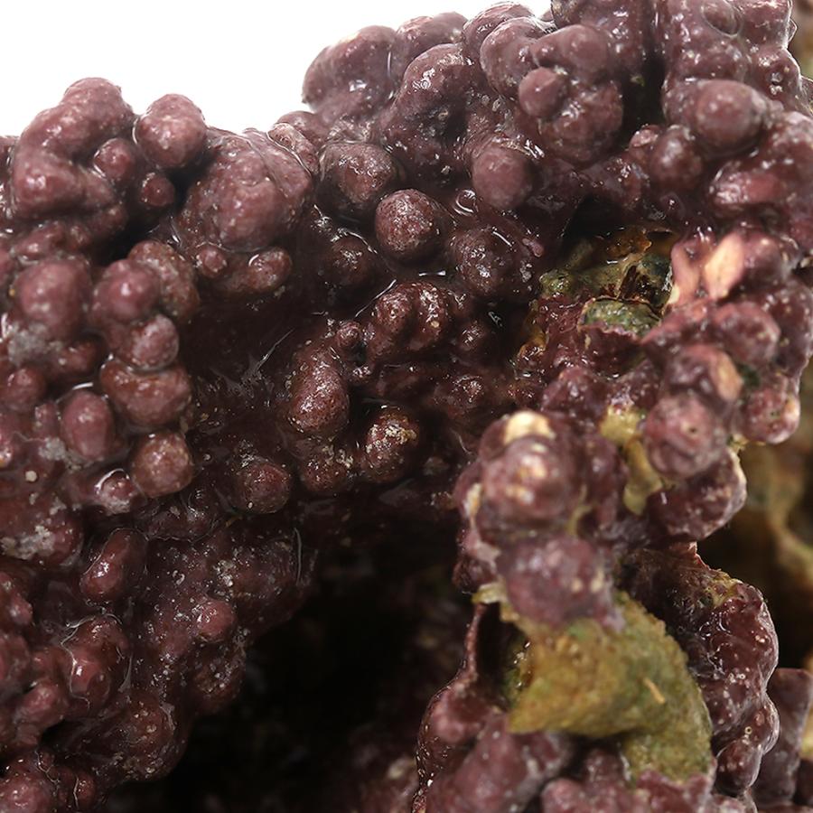 チャーム（charm） （海水魚）ライブロック EXSグレード パープル