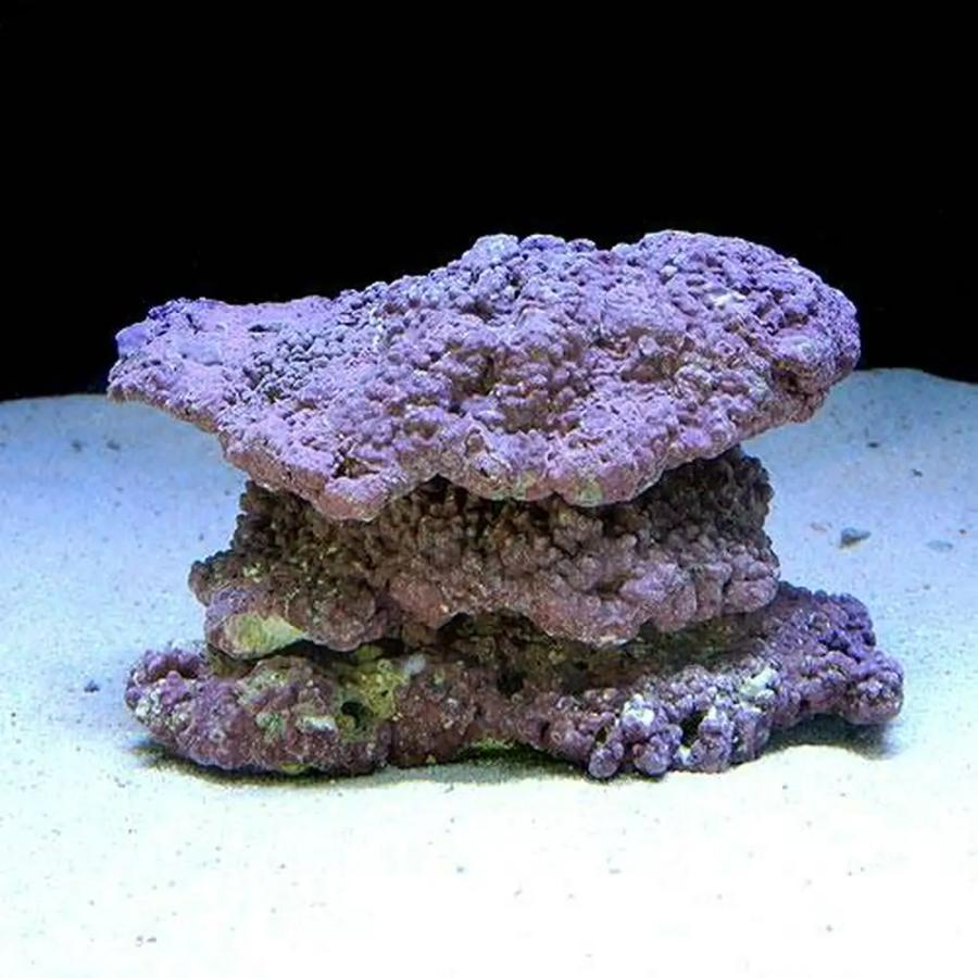 チャーム（charm） （海水魚）ライブロック EXSグレード パープル