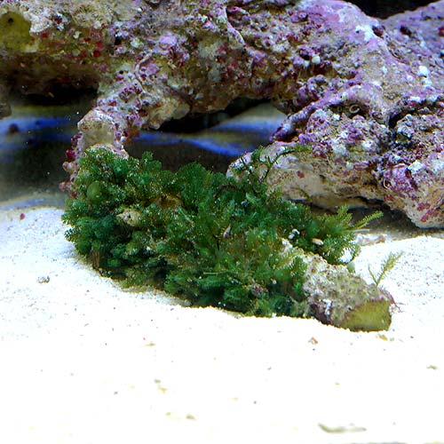 海水魚）海藻 コケイワヅタ 岩付き Sサイズ（1個） : チャーム charm